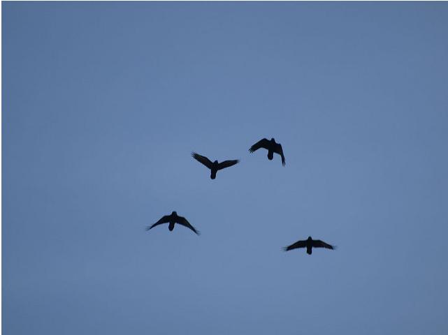 4 ravens