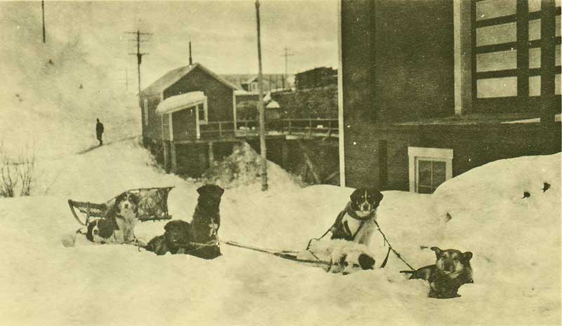 Sled dogs at Kennecott